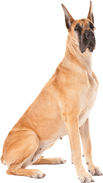 Fawn Great Dane Dog Sitting - Variation In Dog Breeds (1170x780), Png Download
