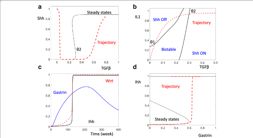The Dynamic Control Of Shh And Ihh - Diagram (850x466), Png Download