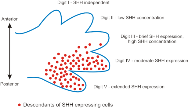 320 × 187 Pixels - Alt Attribute (640x373), Png Download