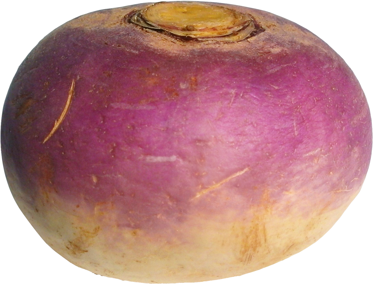 Raphanus Raphanistrum Subsp. Sativus (1353x1048), Png Download
