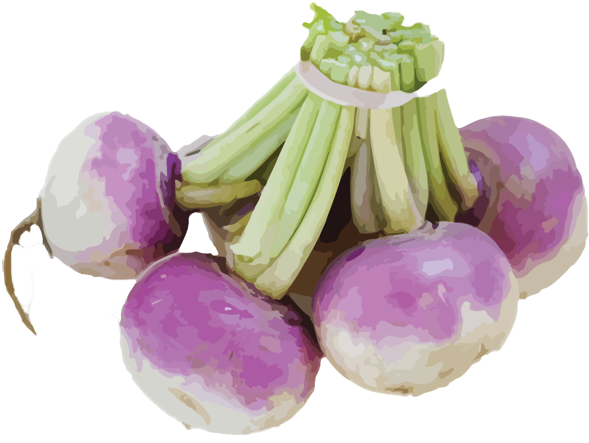 Turnip 2 - Turnip (1275x871), Png Download