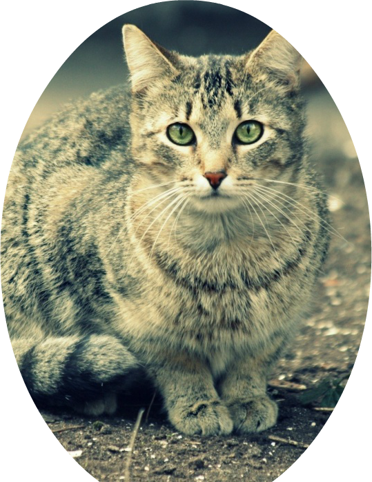 Beautiful Gray Cat With Green Eyes T2 - Rainbow Kitty - Cute Cat Retractable Badge Reel Id (539x699), Png Download