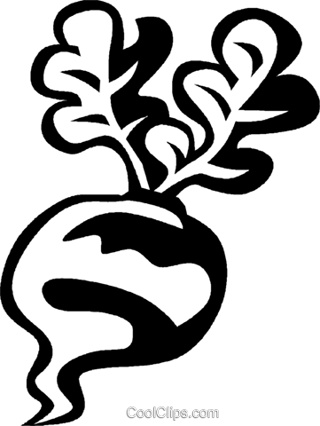 Turnip Royalty Free Vector Clip Art Illustration - Flannery O'connor (361x480), Png Download