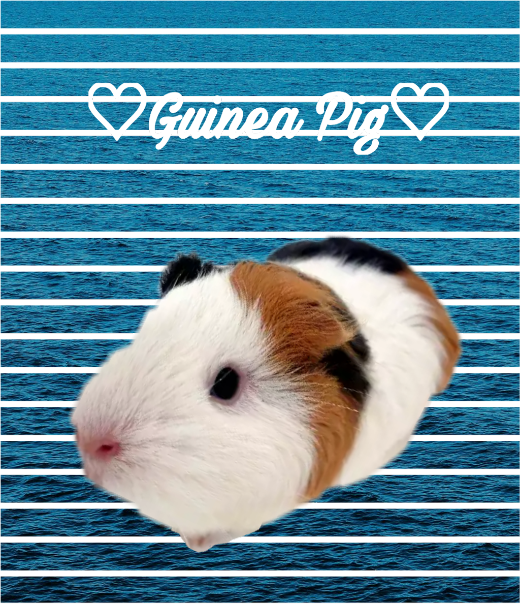 Guinea Pig (1024x1191), Png Download