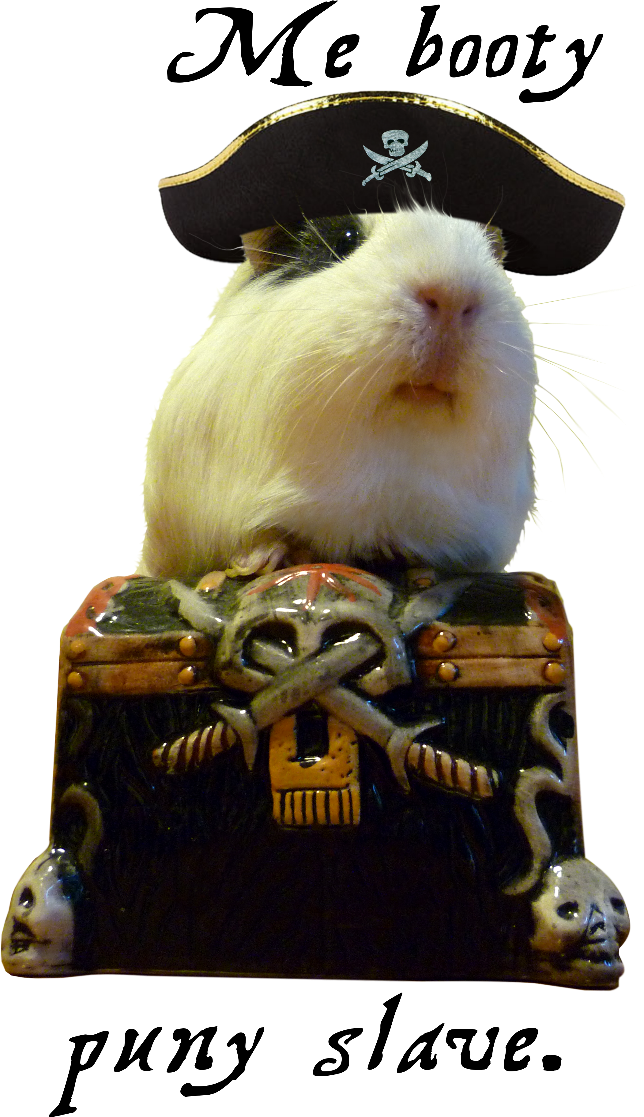 Guinea Pig Spock Showing Off His Booty - General Guinea Pig (2700x3847), Png Download