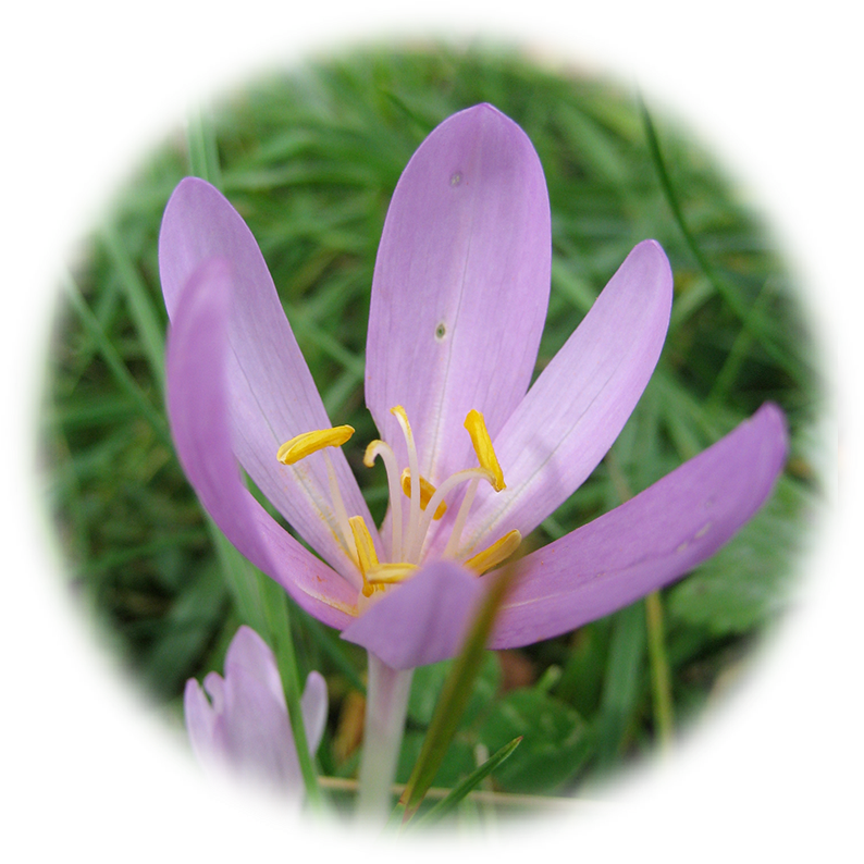 Saffron Flower Png (833x833), Png Download
