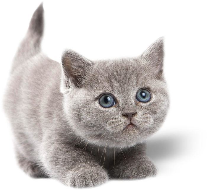 Gatoadmin2018 07 23t16 - Grey Cute Cats With Blue Eyes (700x643), Png Download