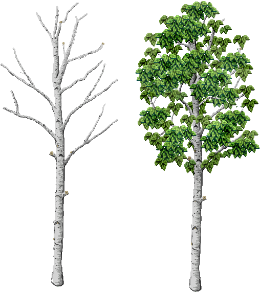 Birch Please - Pond Pine (543x583), Png Download