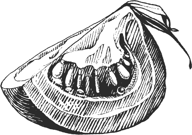 Drawing Vegetable Cherry Tomatosketch - Vegetable Sketch Png (665x468), Png Download