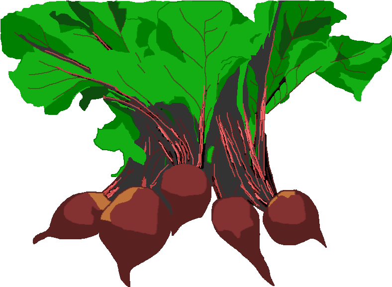 Free Vegetable Garden Clip Art - Beet Greens (800x600), Png Download