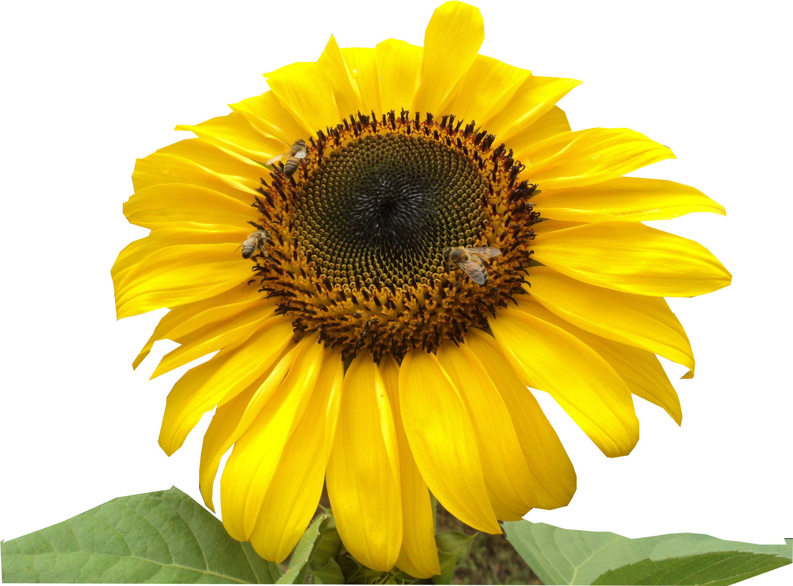 Girasol Abejas - Sunflower (2592x1944), Png Download