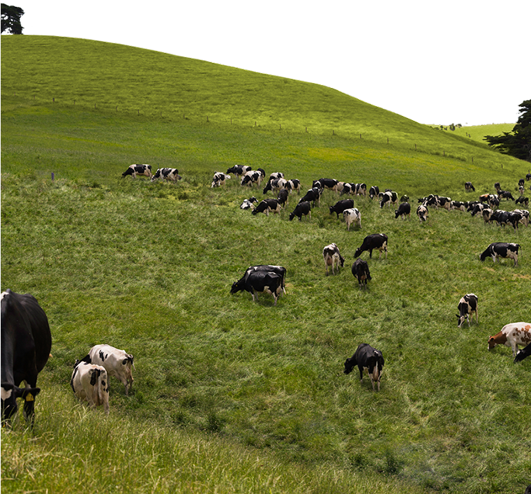 Burra Foods Pure Source Dairy Australia's Best Milk - Grazing (760x770), Png Download