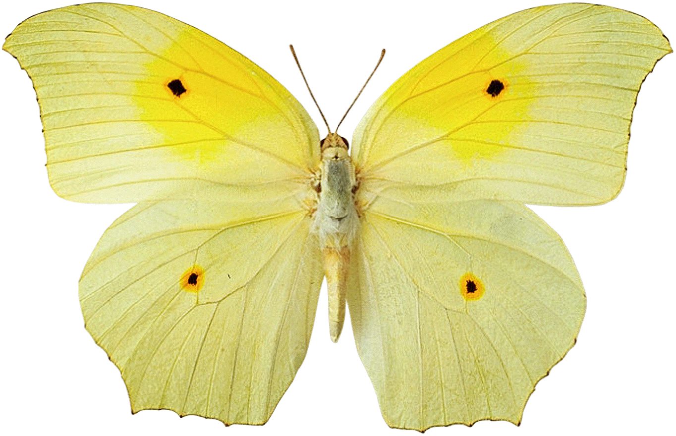 Yellow Butterfly Hd Wallpaper - Yellow Butterfly Png File (1364x880), Png Download