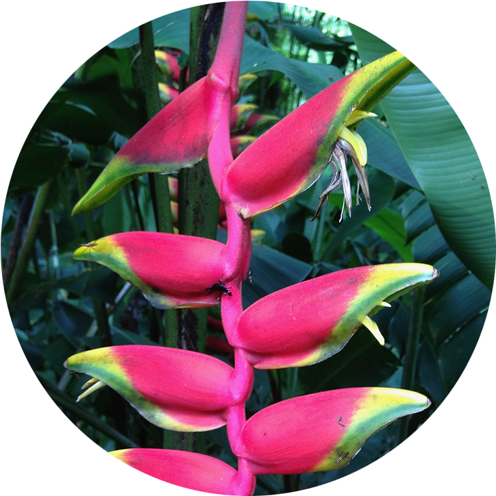Acupuncture & Om - Heliconia (766x776), Png Download