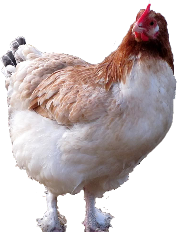 769 X 750 9 - Chicken Sitting Png (769x750), Png Download