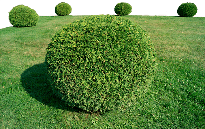 Shrub Installation - Topiary (710x520), Png Download