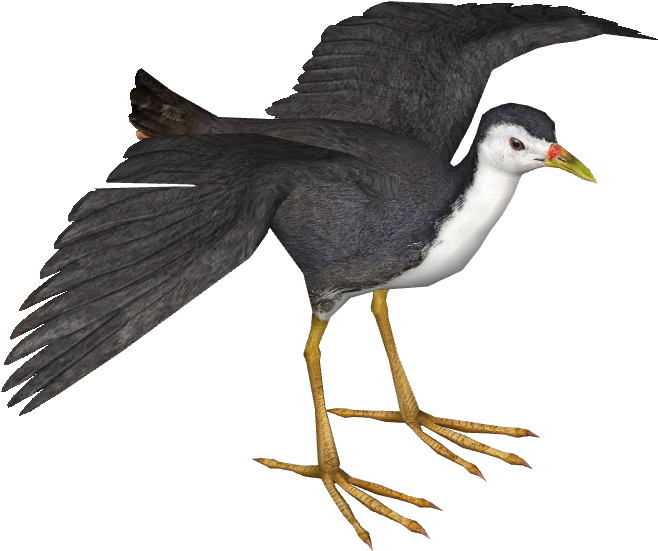 White-breasted Waterhen - White Breasted Waterhen Png (710x710), Png Download