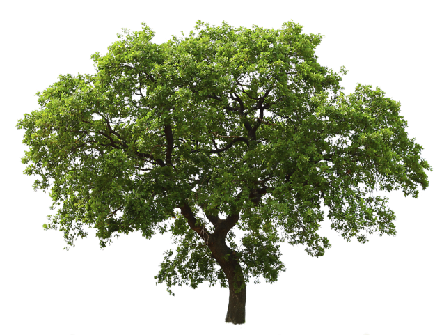 Tree Images Free - Oil Tree Png (640x480), Png Download