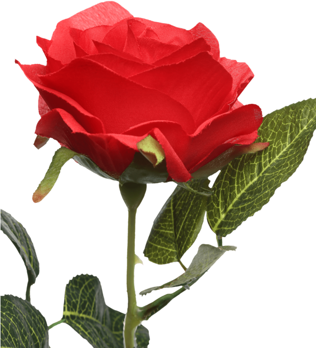 Single Rose Stem Red - Floribunda (640x960), Png Download