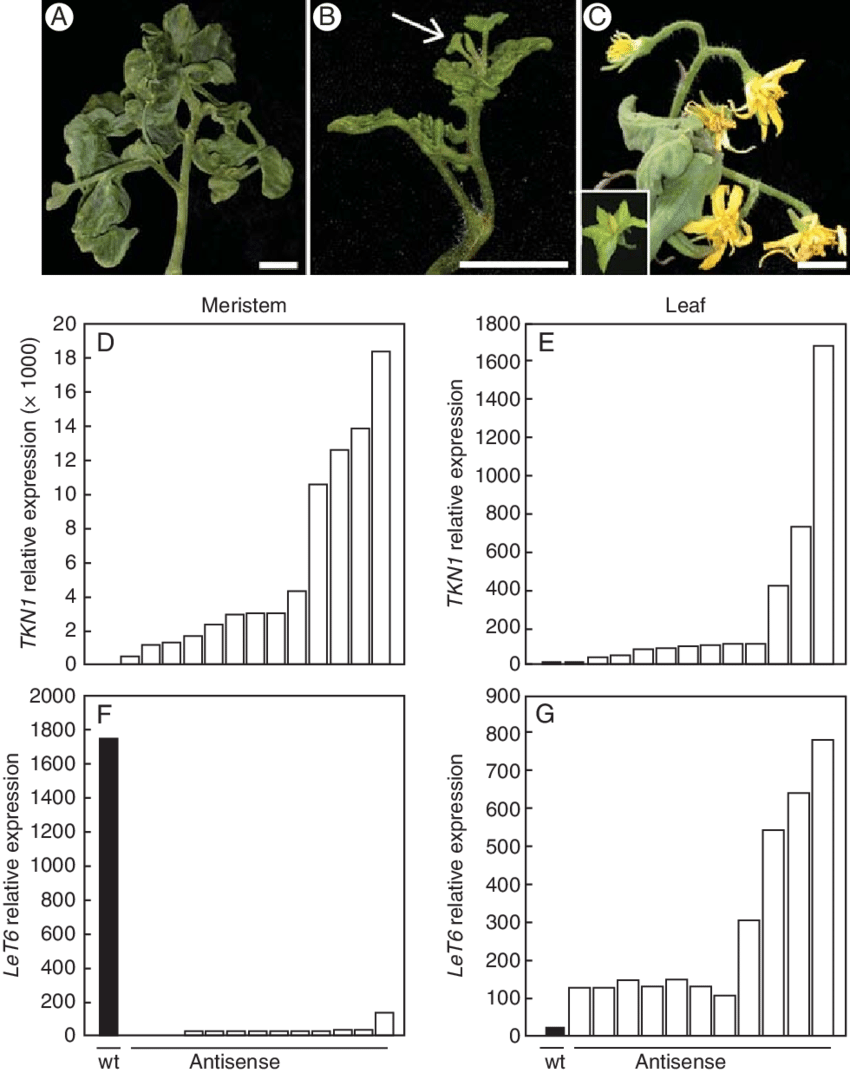 Knotted Leaves, (b, Arrow) An Ectopic Shoot On The - Flower (850x1073), Png Download