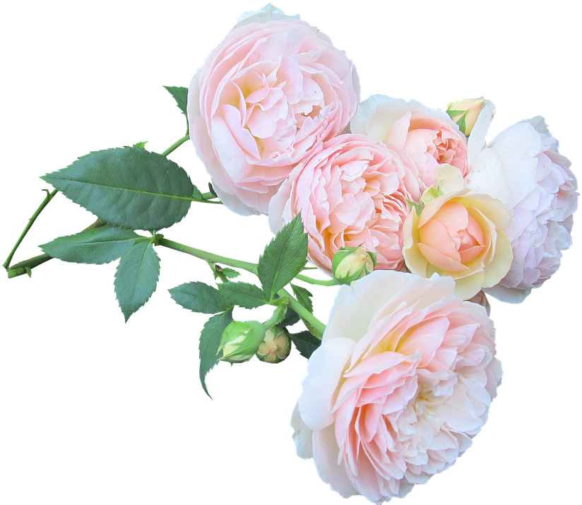 Rose, Flower, Bouquet, Love, Floral - Rose (882x720), Png Download