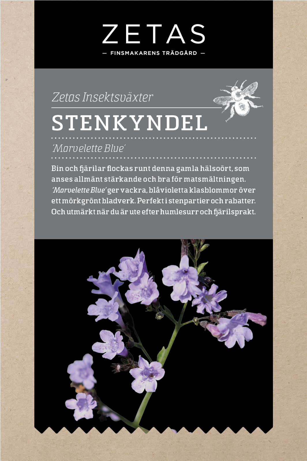 Zetas Stenkyndel 'marvelette Blue' - Luktärt Zeta (1250x1800), Png Download
