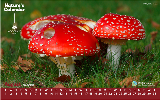 Use Our Fly Agaric Desktop Wallpaper During August - Things Found In Woodlands (673x505), Png Download