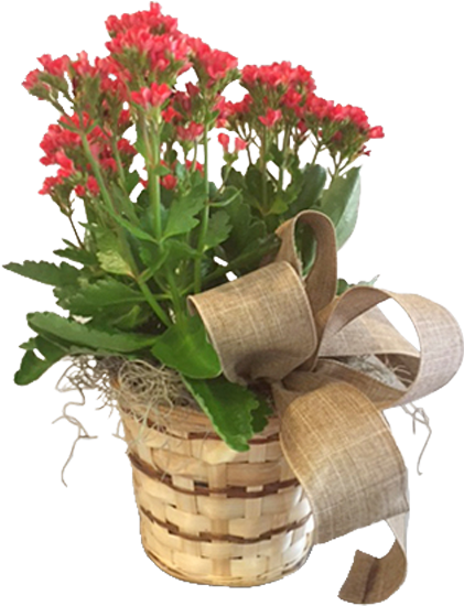 Kalanchoe In A Basket - Bouquet (600x600), Png Download
