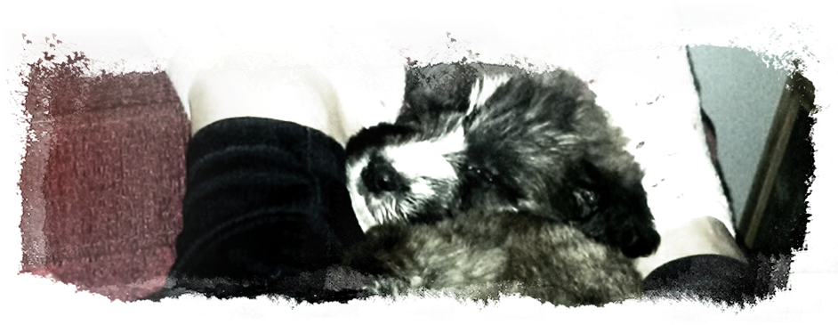 I Immediately Took Him To The Vets For A Check-up And - Striped Skunk (1036x416), Png Download