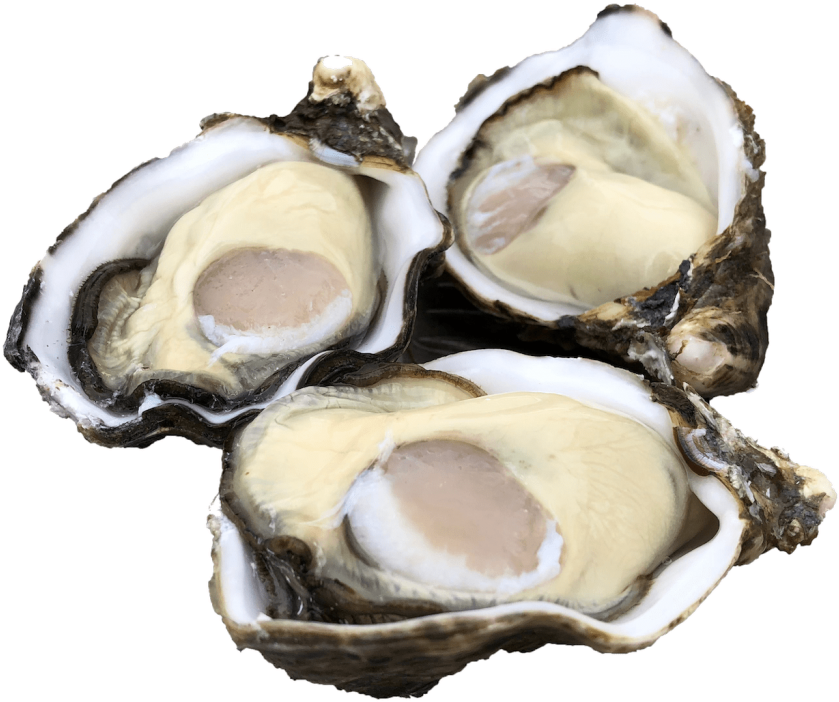 Single Seed Oysters - Tiostrea Chilensis (1024x956), Png Download