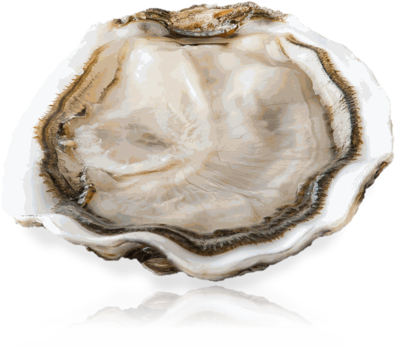 Gamme Grand Cru Marnostra - Tiostrea Chilensis (984x785), Png Download