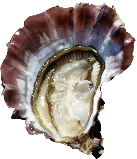 Tarbouriech Pinky Oyster - Shell (593x557), Png Download