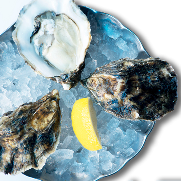 Oyster Poole Rock - Shell (600x600), Png Download