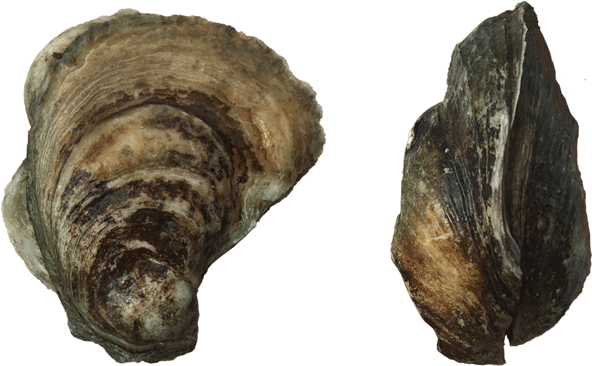 Port Royal Wild Oysters - Shell (941x628), Png Download
