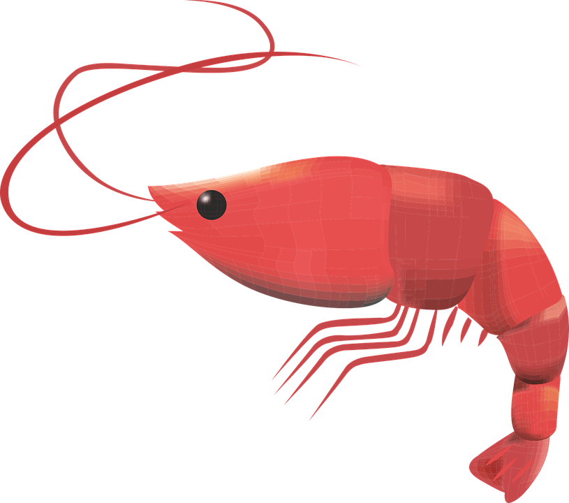 Prawn Crustacean Seafood Fresh Prawns Gourmet - Shrimp Free Vector Png (815x720), Png Download
