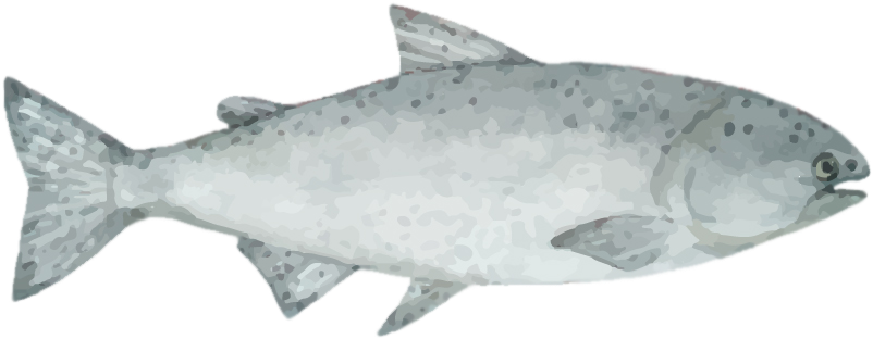 The Organizers Will Assist Delegates To Obtain Their - Brown Trout (1004x360), Png Download