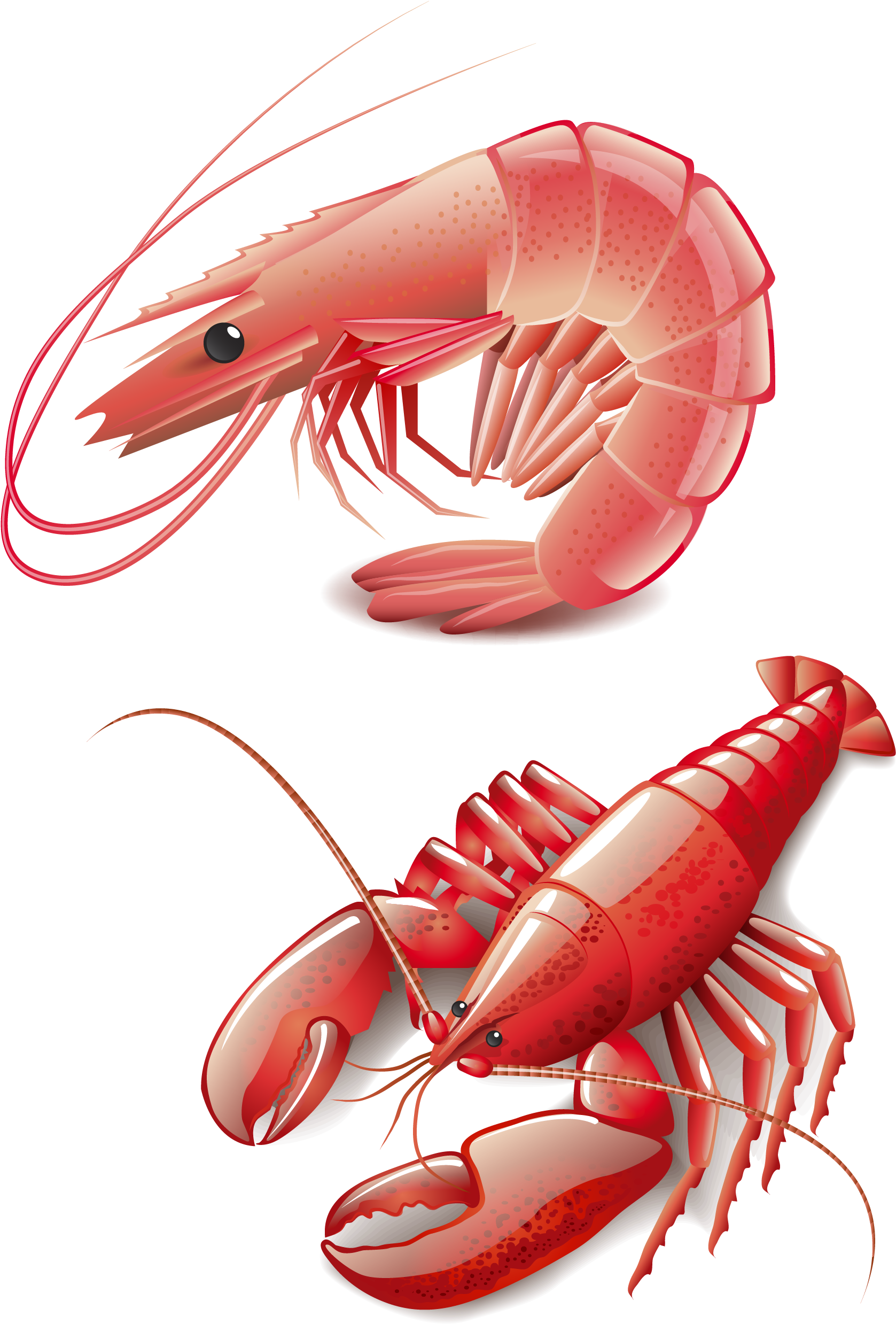 Seafood Homarus Cooking Red Lobster Clip Art - Shrimp Vector Free Download (1677x2477), Png Download