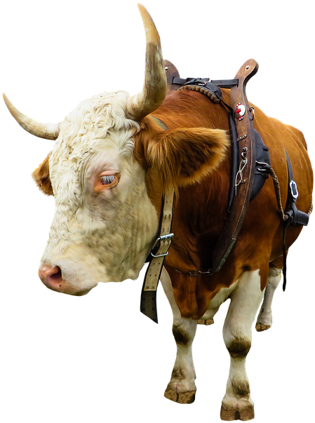 Animal, Cow, Ox, Beef, Isolated, Yoke, Farm - Вол Пнг (631x640), Png Download