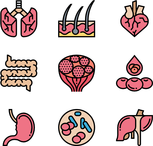 Human Organs (600x564), Png Download