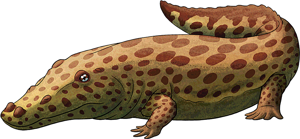 Tumblr Obw68chehf1s5f2yxo1 R1 1280 - Lizard (1000x500), Png Download