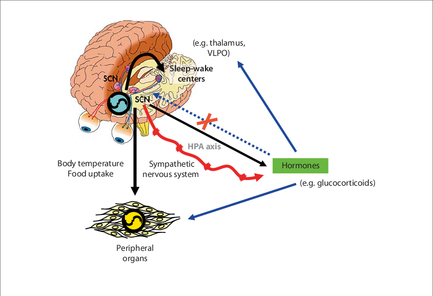 Download Interaction Between Master And Peripheral Clocks - Master ...