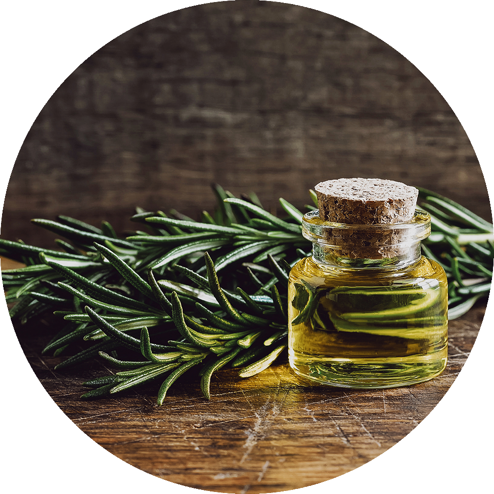 Rosemary (977x977), Png Download