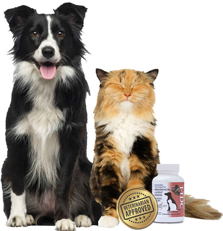 1tdc™ 4 In - Border Collie Royalty Free (1000x767), Png Download