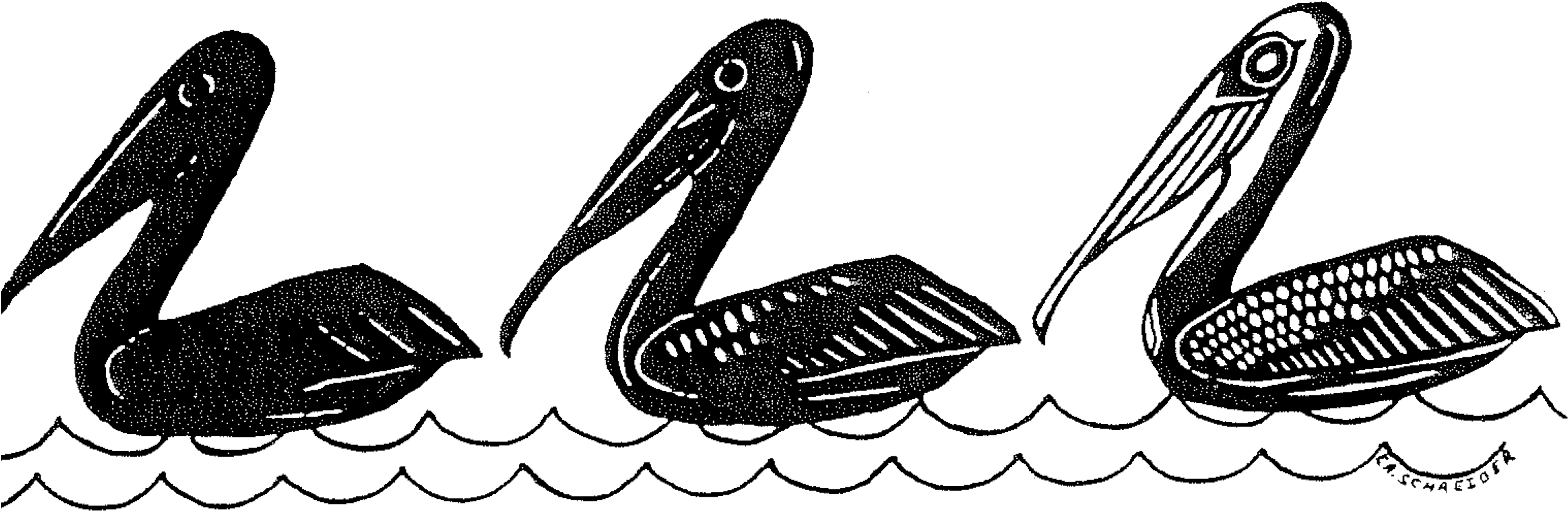Brown Pelicans C - Illustration (3886x1441), Png Download