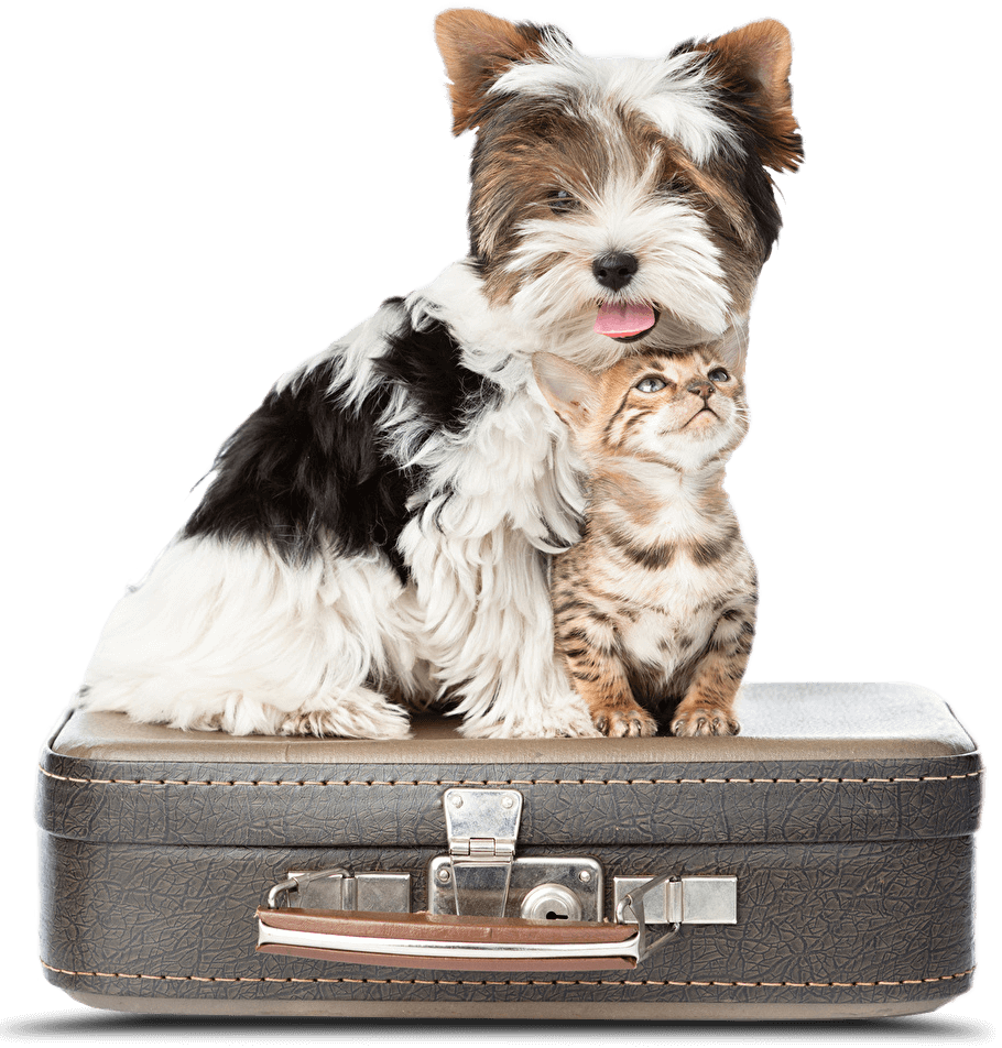 Pet Central Station - Dog And Cat Suitcase (910x952), Png Download