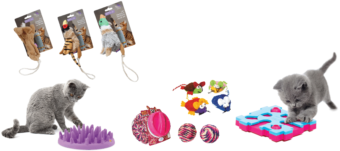 Cat Toys - British Shorthair (1142x515), Png Download