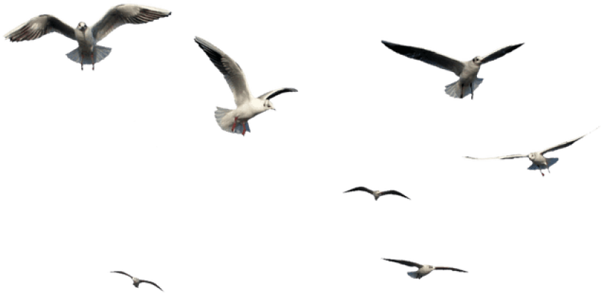 Free Png Download Flying Bird Bird Png Images Background - Flying Bird Bird Png (850x412), Png Download
