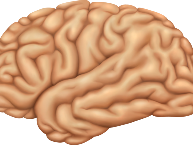 Brains Clipart Transparent Background - Macro Photography (640x480), Png Download