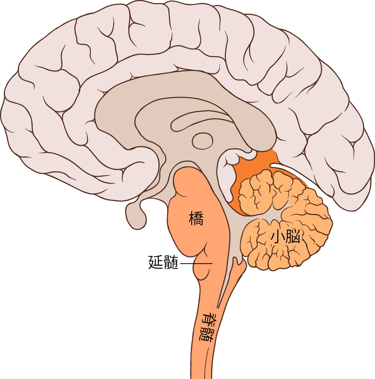 Brain Bulbar Region Ja - Bulbar Region (1230x1244), Png Download