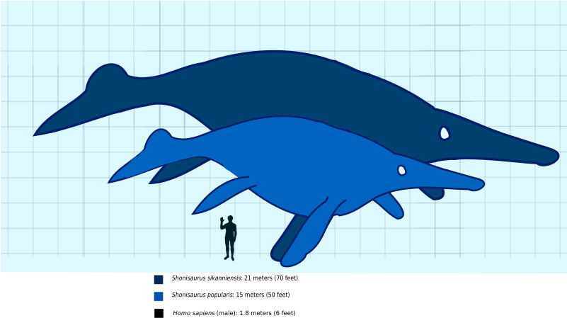 Shonisaurus Compared To A Human Svg - Shonisaurus Sikanniensis (800x480), Png Download